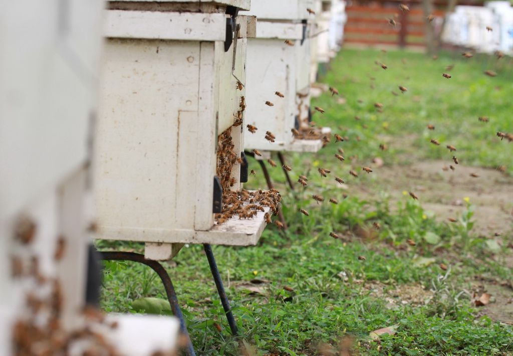 小蜜蜂也感受到颱風逼近 小蜜蜂也感受到颱風逼近