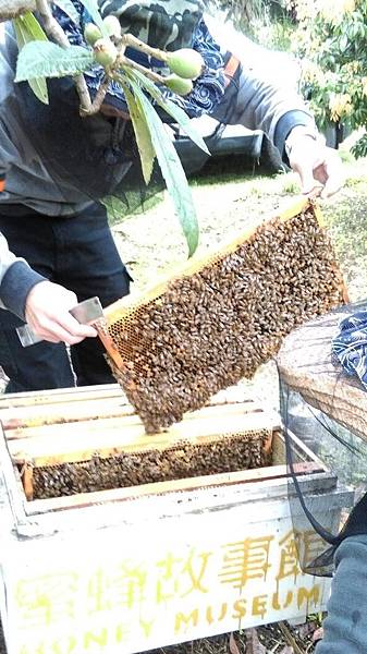 2O16.O3.15古坑慈心農場_2433.jpg 2O16.O3.15古坑慈心農場_2433.jpg