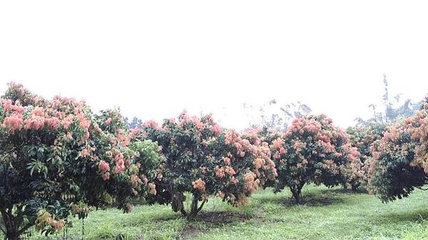 2O16.O3.15古坑慈心農場_6017.jpg 2O16.O3.15古坑慈心農場_6017.jpg