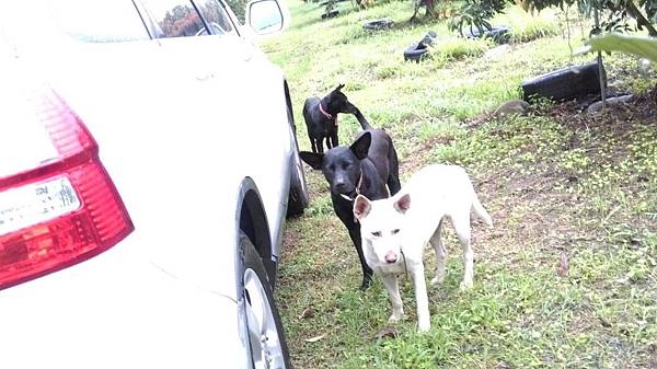 2O16.O3.15古坑慈心農場_1153.jpg 2O16.O3.15古坑慈心農場_1153.jpg