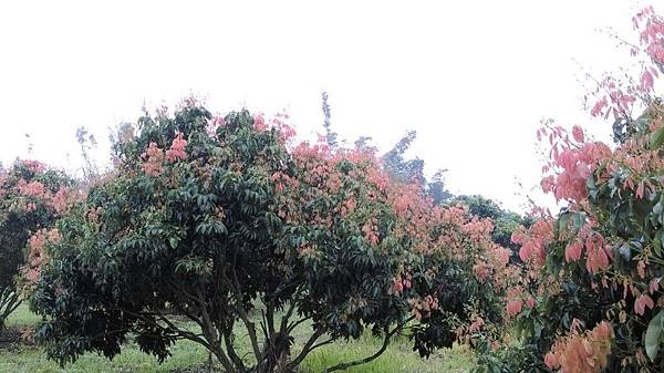 2O16.O3.15古坑慈心農場_6574.jpg 2O16.O3.15古坑慈心農場_6574.jpg