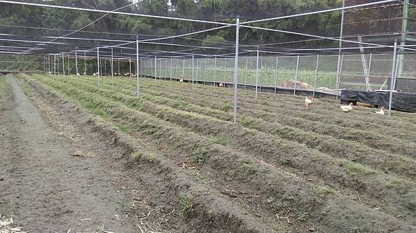 張小姐這裡的環境十分清幽,很適合放蜂。.jpg 張小姐溫室環境。