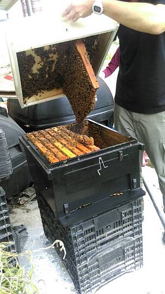 巢片贅脾固定在上蓋,一般如有正常整理是不會有這樣的情況。.jpg 不正常的蜜蜂情況