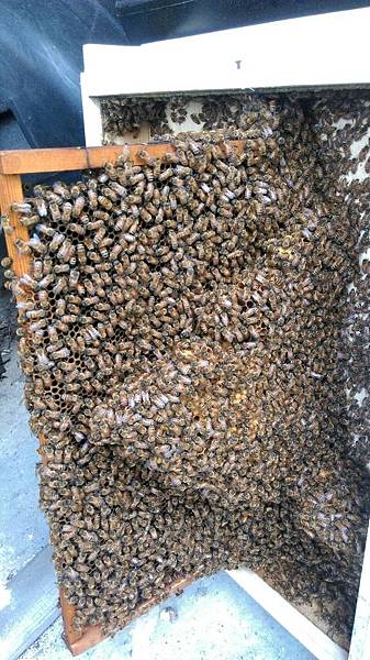 滿出來的贅脾,代表蜂群太過旺盛。.jpg 滿出來的贅脾,蜂群太過旺盛。