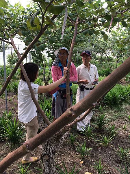 斗六保長路棗子園場勘2016.09.01_4486.jpg 斗六保長路棗子園場勘2016.09.01_4486.jpg