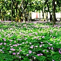 紫花酢漿草-花海2