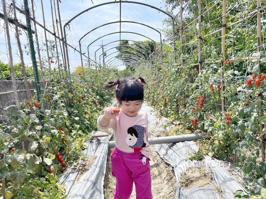 屏東枋寮景點｜蘭欣辣汗花果休閒農場田媽媽天之椒子景觀餐廳。親