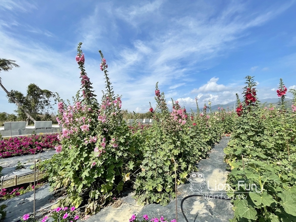 屏東枋寮景點｜蘭欣辣汗花果休閒農場田媽媽天之椒子景觀餐廳。親