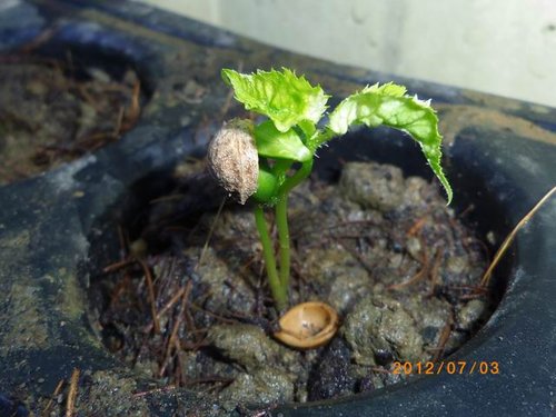其实并不是要期待能长大至开花,只要能将种子变成一棵小樱花树,就有