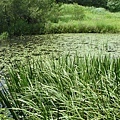 水生植物池