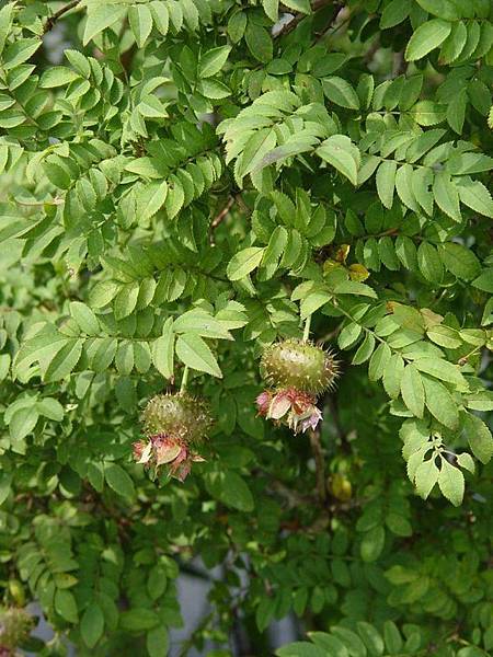 山椒薔薇的果實