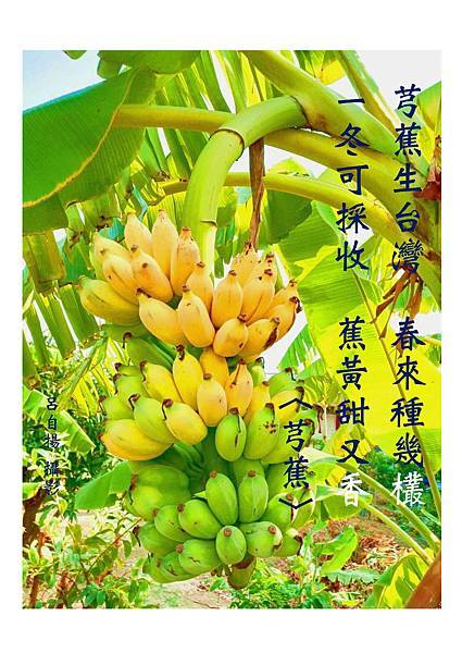 圖7.呂自揚〈芎蕉〉詩圖（台語）.jpg