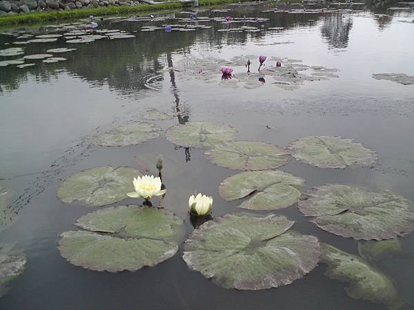 蓮花池