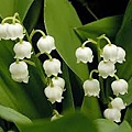 lily of the valley.jpg
