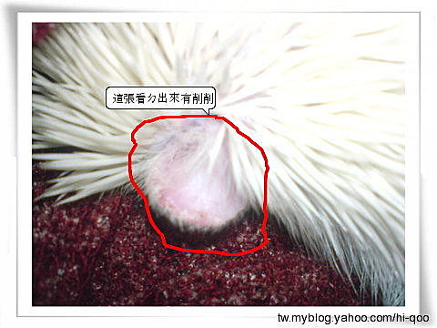 寵物 疥癬1 月月的相簿 痞客邦 寵物 疥癬1 月月的相簿 痞客邦