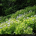 13052729長谷寺 (3) (小型).JPG