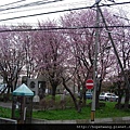 080424-4五稜郭pay (6) (小型).jpg