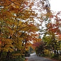 13103113星野 (5) (小型).JPG