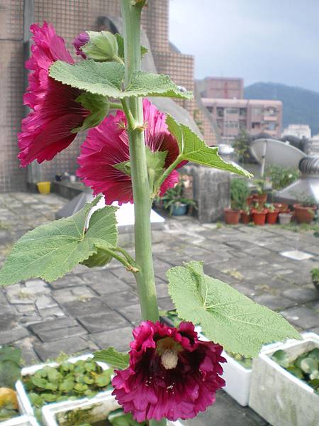 蜀葵一杖紅 (3)