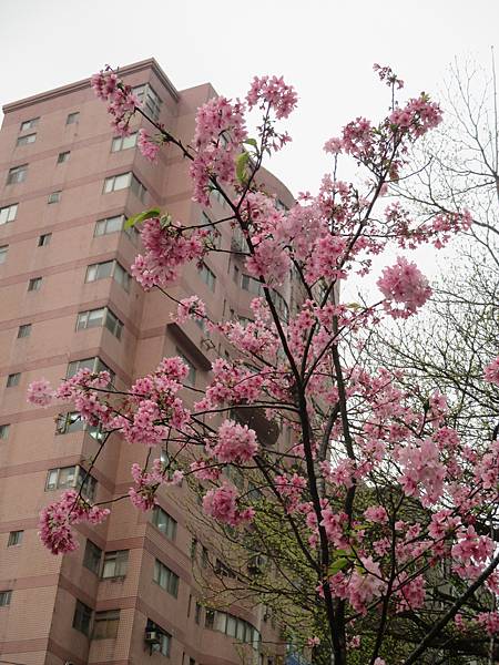 樓下櫻花樹 (4)