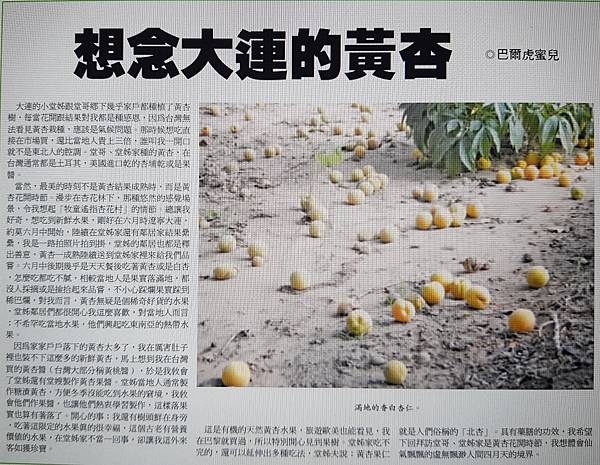 想念大連的黃杏(金門日報)