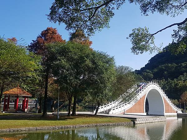 大湖公園落羽松(金門日報)