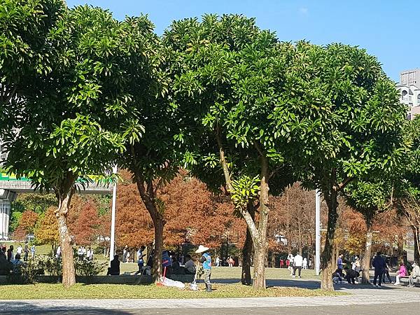 大湖公園落羽松(金門日報)