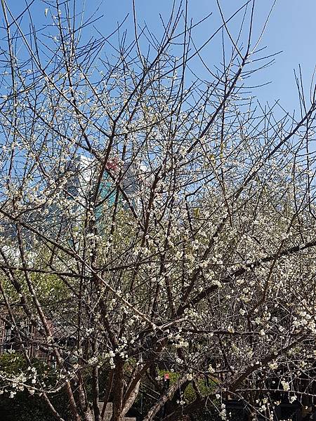 國父史蹟館（逸仙公園）賞梅(金門日報)