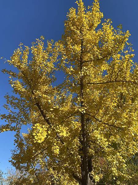 天津市政府銀河廣場 (1).JPG