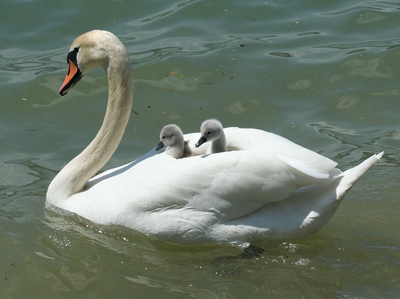 swan-2121797_960_720.jpg