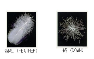 feather_down_compare.jpg