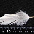 【認識羽絨深入教學】關於羽毛深度介紹 - 羽毛(feather) 大飛羽、小飛羽、小小飛羽-1