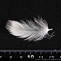 【認識羽絨深入教學】關於羽毛深度介紹 - 羽毛(feather) 大飛羽、小飛羽、小小飛羽-2