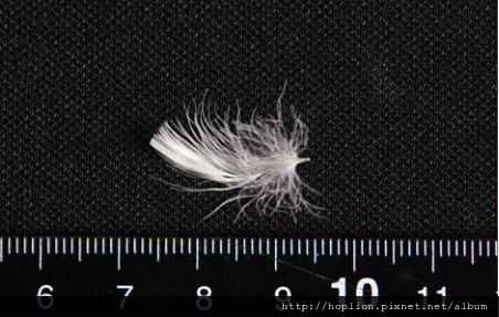 【認識羽絨深入教學】關於羽毛深度介紹 - 羽毛(feather) 大飛羽、小飛羽、小小飛羽-3