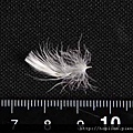 【認識羽絨深入教學】關於羽毛深度介紹 - 羽毛(feather) 大飛羽、小飛羽、小小飛羽-3