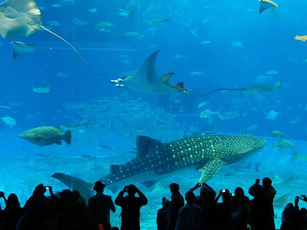 水族箱超～～大的阿