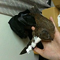 2011.07.31受傷的小斑鳩
