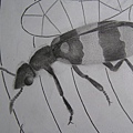 昆蟲精細素描-畫超級久的