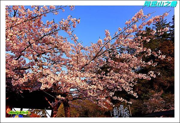 阿里山之櫻01.JPG