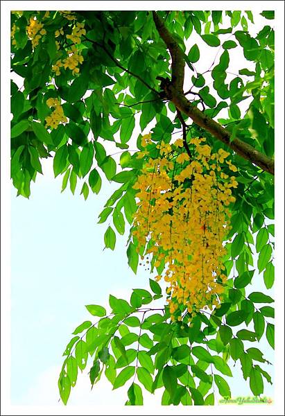 201阿勃勒01.JPG 201阿勃勒01.JPG