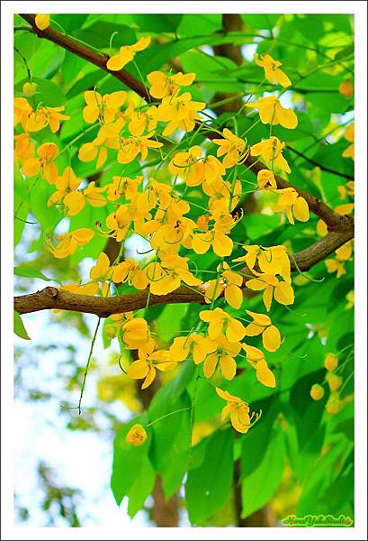 201阿勃勒04.JPG 201阿勃勒04.JPG