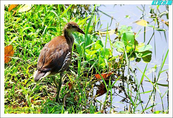 紅冠水雞01.jpg