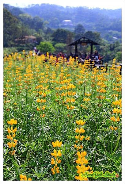 樟湖彩雲魯冰花06.jpg 樟湖彩雲魯冰花06.jpg