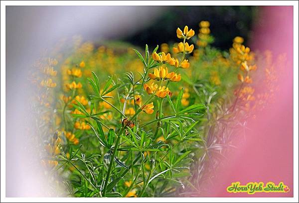 樟湖彩雲魯冰花09.jpg 樟湖彩雲魯冰花09.jpg