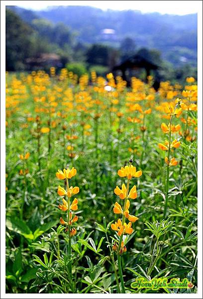 樟湖彩雲魯冰花07.jpg 樟湖彩雲魯冰花07.jpg