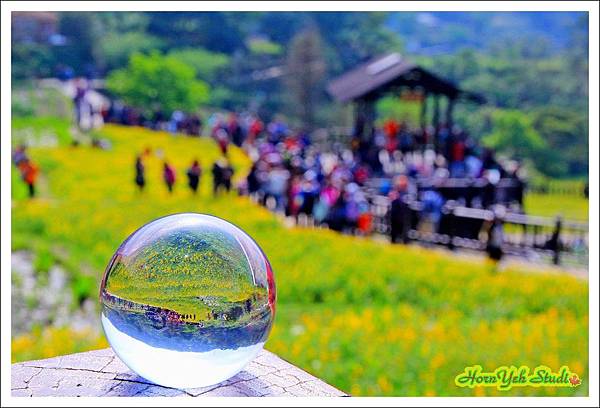 樟湖彩雲魯冰花04.jpg 樟湖彩雲魯冰花04.jpg