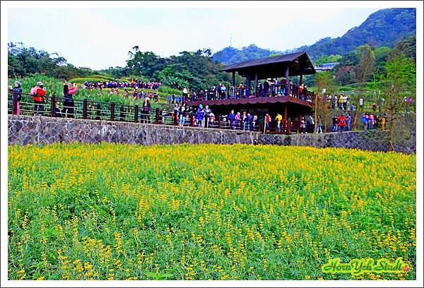 樟湖彩雲魯冰花12.jpg 樟湖彩雲魯冰花12.jpg