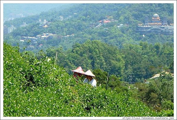 170430銀河洞待荖坑山13.jpg 170430銀河洞待荖坑山13.jpg