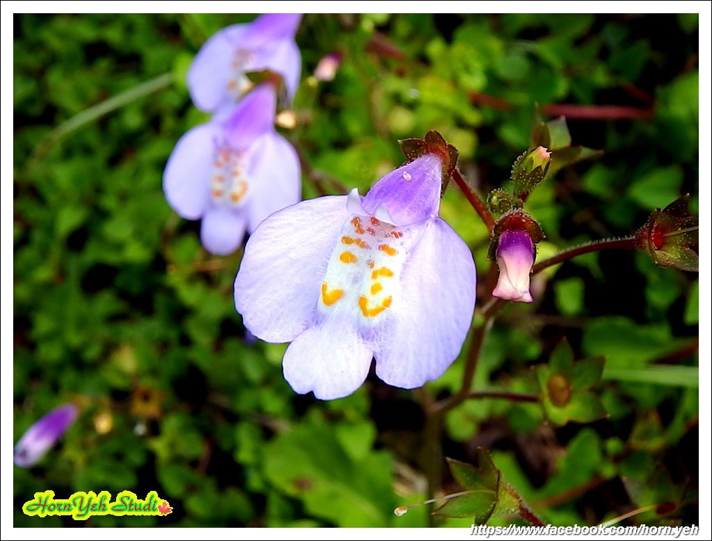 2018基隆山11.jpg 2018基隆山11.jpg