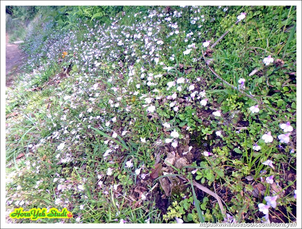 2018基隆山10.jpg 2018基隆山10.jpg